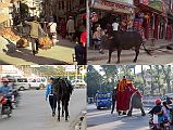 Kathmandu 03 05 Kathmandu Street Scenes, Man Carrying Carrots, Holy Cow, Horse, Elephant